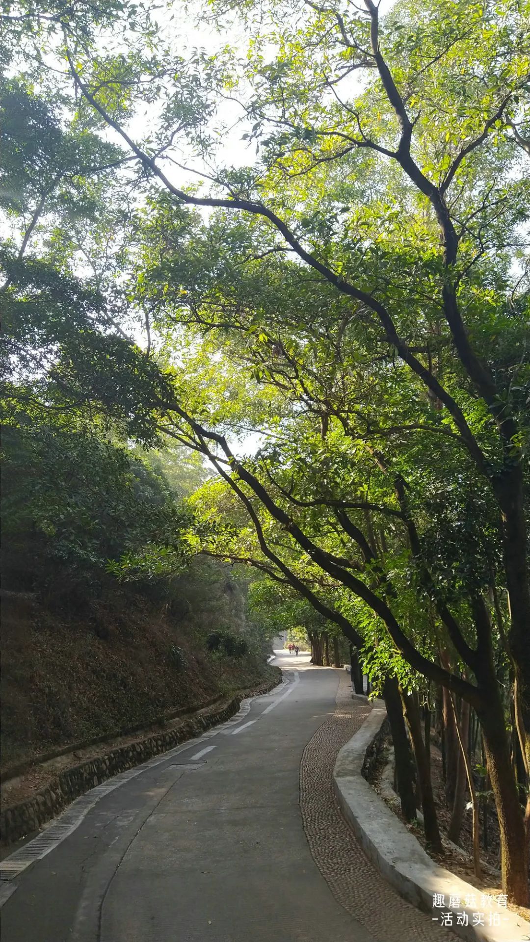 深圳大南山步道,清晨的树影落在石板路上